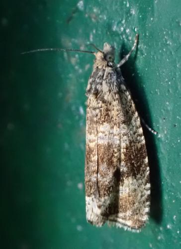 Celypha lacunana